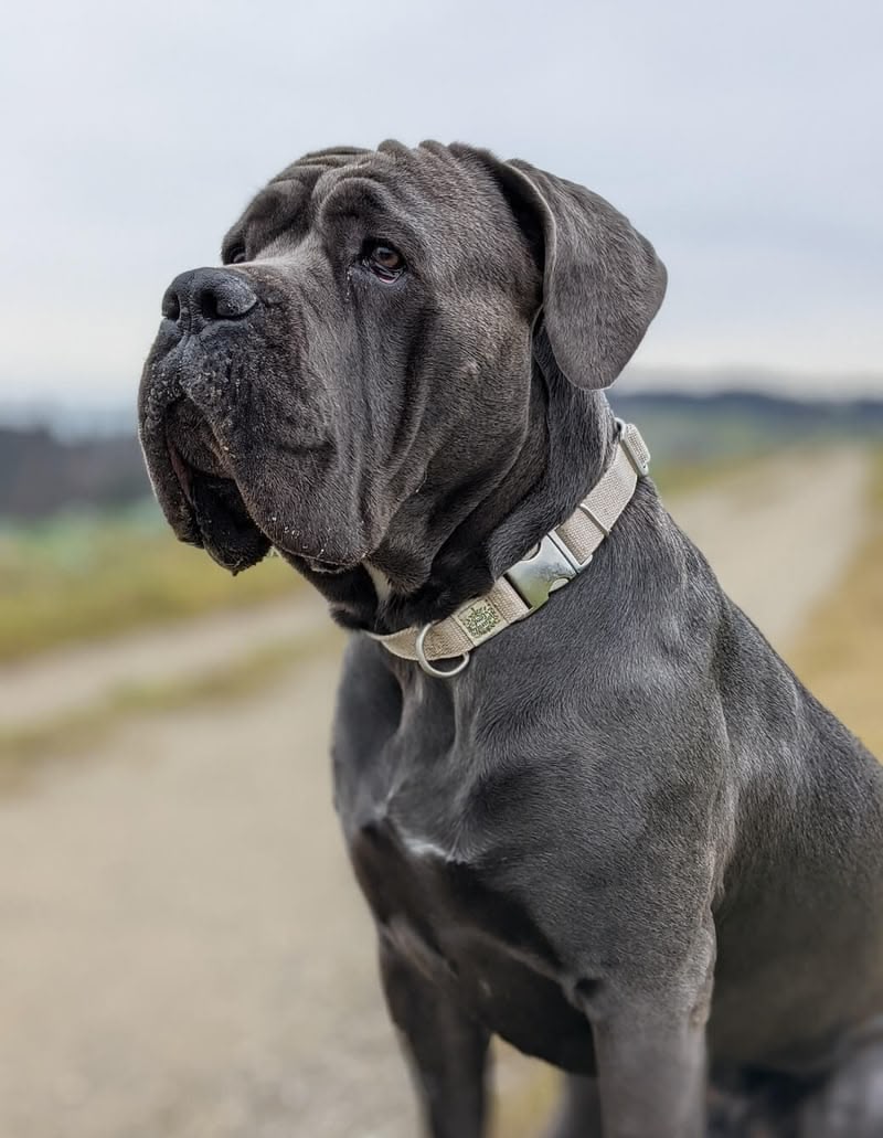 Portrait von Shadow